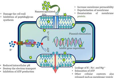 Essential Oil Nanoemulsion as Eco-Friendly and Safe Preservative: Bioefficacy Against Microbial Food Deterioration and Toxin Secretion, Mode of Action, and Future Opportunities